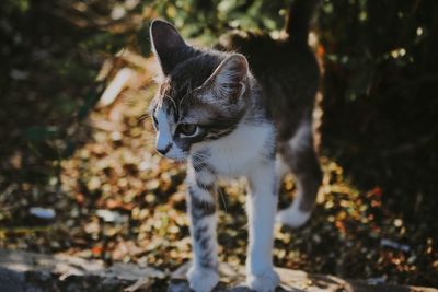 Cat looking away