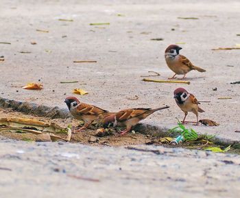 View of birds on land