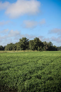 Scenic view of grassy field against cloudy sky