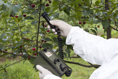 Cropped hands of man examining cherries growing on tree