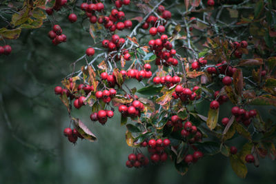 Red berries growing on tree