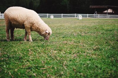 Sheep grazing on field