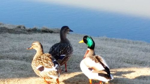 Ducks in calm lake