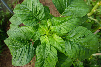 Close-up of fresh green leaves