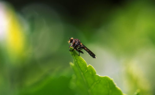 Close-up of fly on leaf