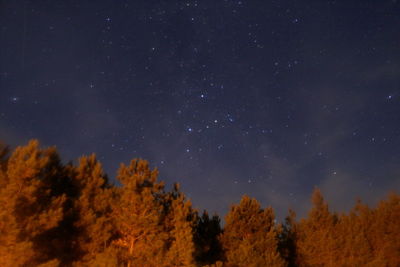 Low angle view of trees against sky at night