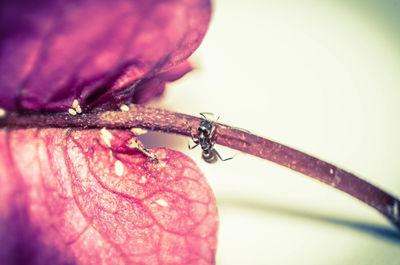 Close-up of insect on hand