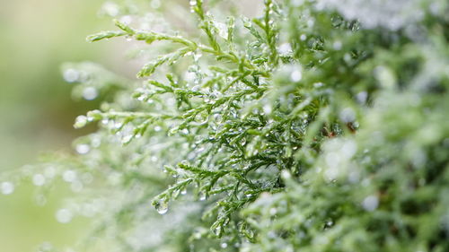 Close-up of wet plant leaves during rainy season