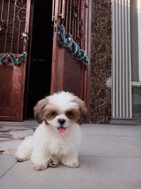 Portrait of dog on floor by house