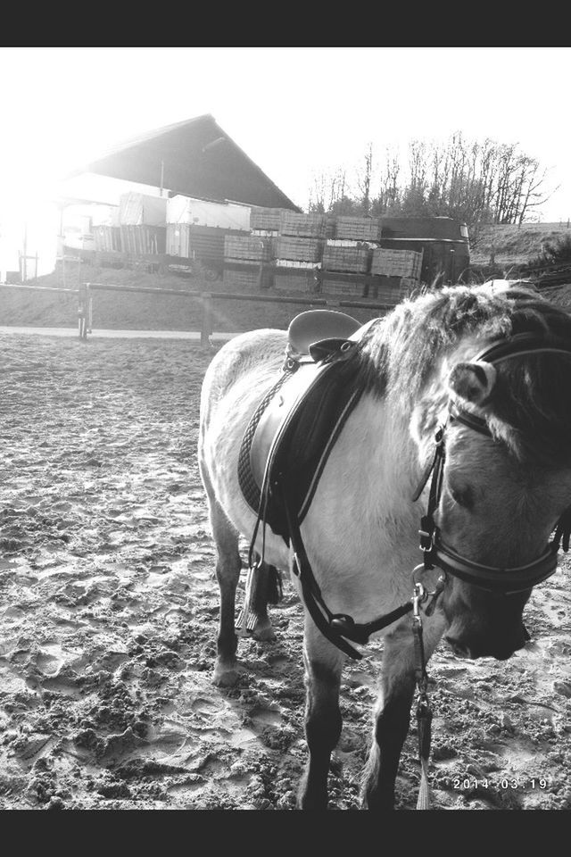 horse, domestic animals, animal themes, livestock, mammal, working animal, standing, one animal, herbivorous, bridle, two animals, animal head, one person, sunlight, side view, built structure, outdoors, architecture, day, portrait