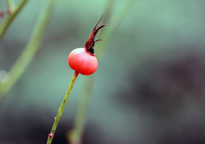 Close-up of red berries on plant