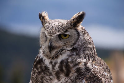 Close-up portrait of owl