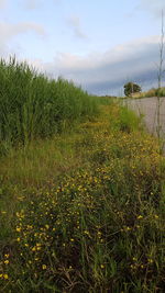 Scenic view of field against sky