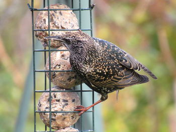 Close-up of bird perching on a feeder