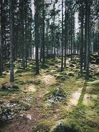 Trees in forest