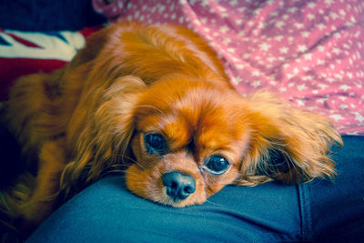 Portrait of dog lying down on sofa
