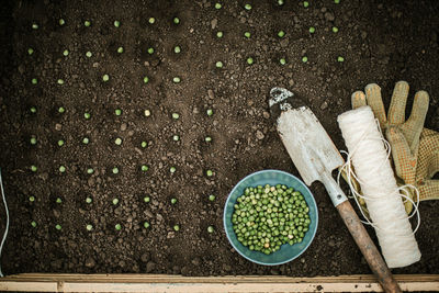 Planting seeds for their vegetable garden