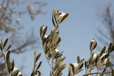 Low angle view of plants against sky