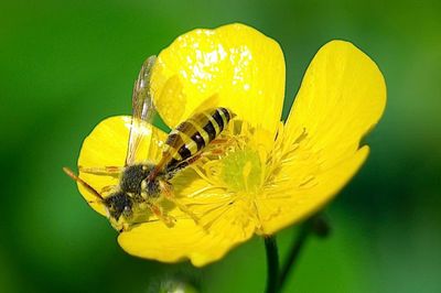 Close-up of yellow flower