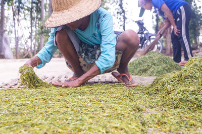 The farmer wearing sun hat when  processing tobacco before send to factory 