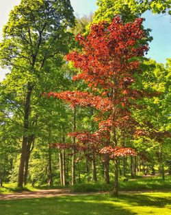 Trees in autumn