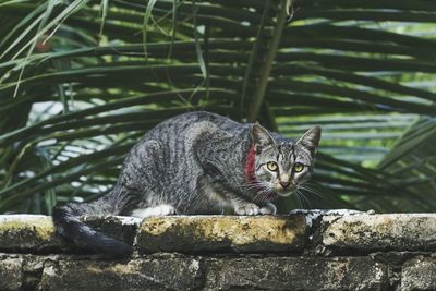 Portrait of cat