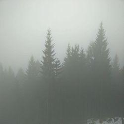 Trees in foggy weather