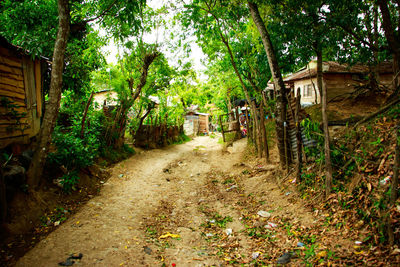 Footpath amidst trees and plants in forest