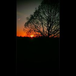 Silhouette trees at sunset