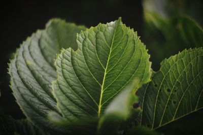 Close-up of leaves