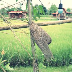 View of a lizard on land