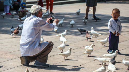 Group of seagulls on street in city