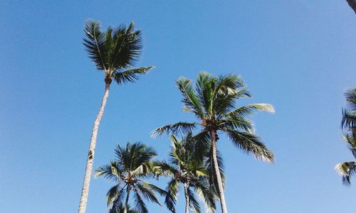 Low angle view of palm trees against clear blue sky