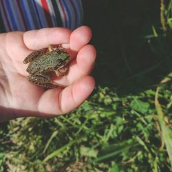 Close-up of hand holding leaf