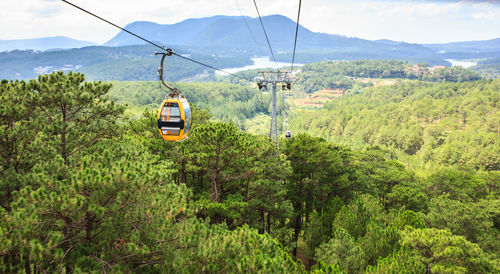 Overhead cable car over trees in forest