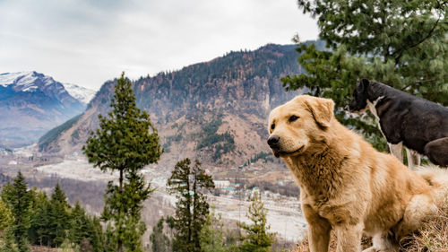 Close-up of dog on mountain against sky