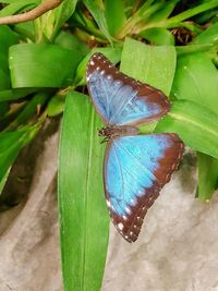 Close-up of butterfly on plant