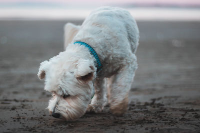 Dog relaxing on beach