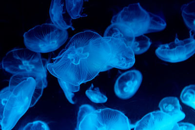 Jellyfish swimming in sea