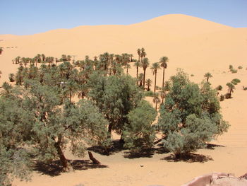 Trees on desert against sky