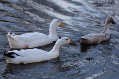 Ducks swimming in lake