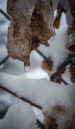 Close up of dry plant