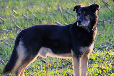 Black dog looking away while standing on field