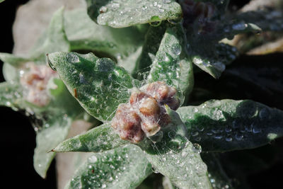 Close-up of raindrops on leaves