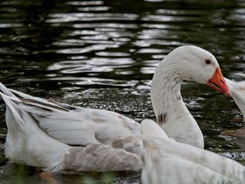 Swan floating on lake