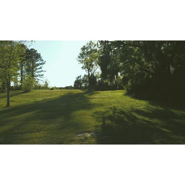 transfer print, tree, auto post production filter, green color, grass, tranquility, tranquil scene, field, landscape, growth, nature, scenics, beauty in nature, sky, clear sky, grassy, green, day, sunlight, outdoors