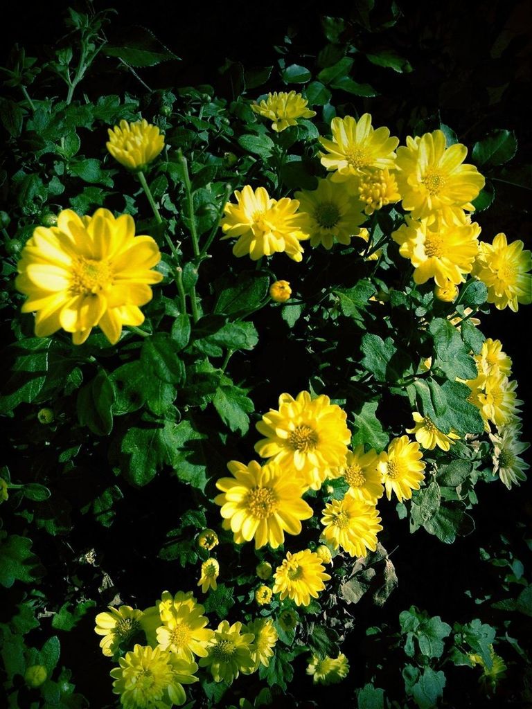 CLOSE-UP OF YELLOW FLOWERS