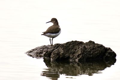 Bird perching on rock by lake