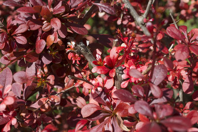 Close-up of insect on pink flowering plant