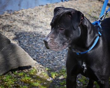 Close-up of black dog standing outdoors